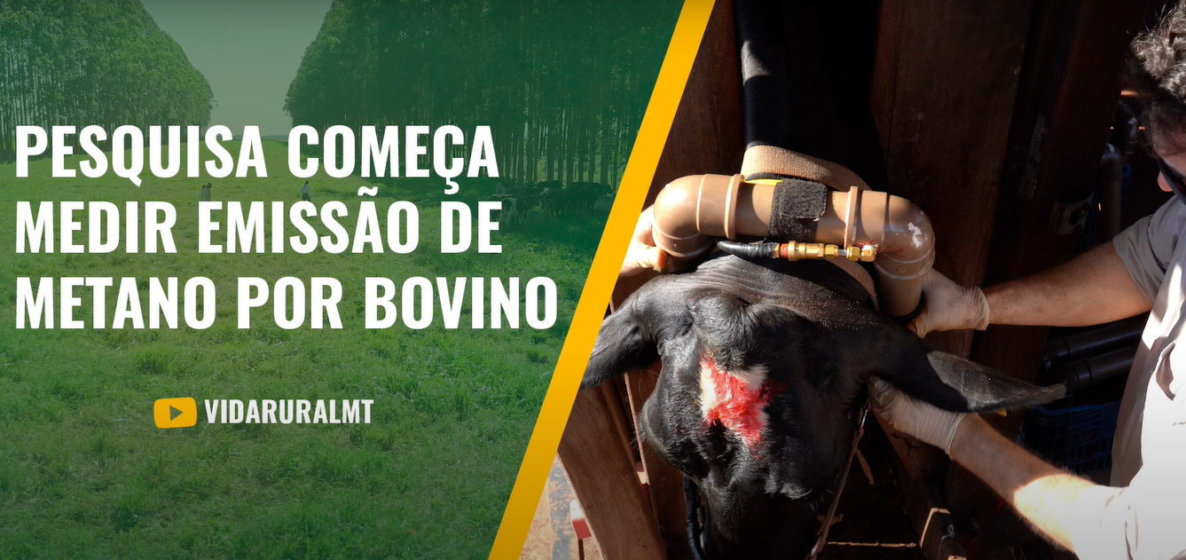 PESQUISA COMEÇA MEDIR EMISSÃO DE METANO POR BOVINO